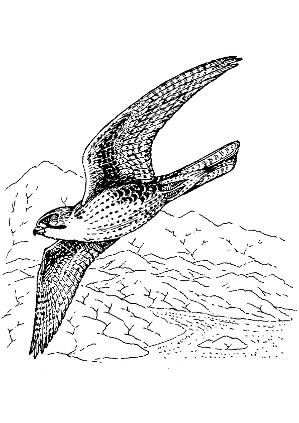 31 Sharp Falcons Coloring Pages Printable 6