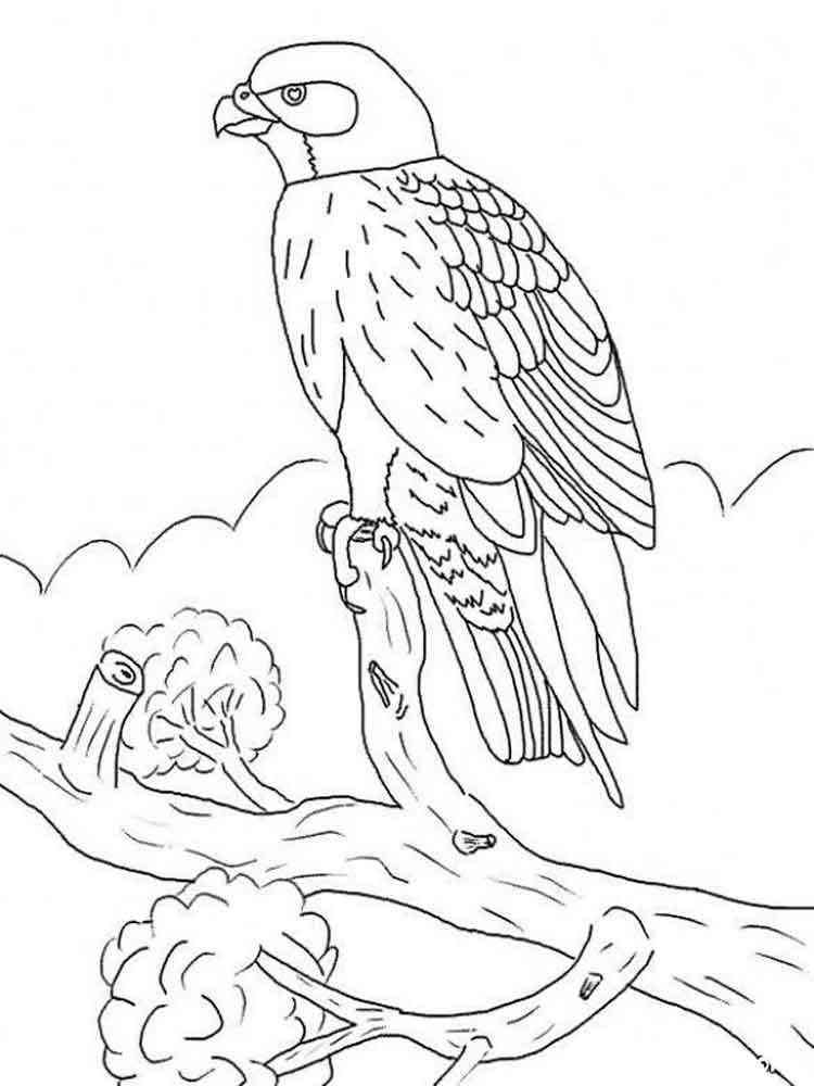 31 Sharp Falcons Coloring Pages Printable 7