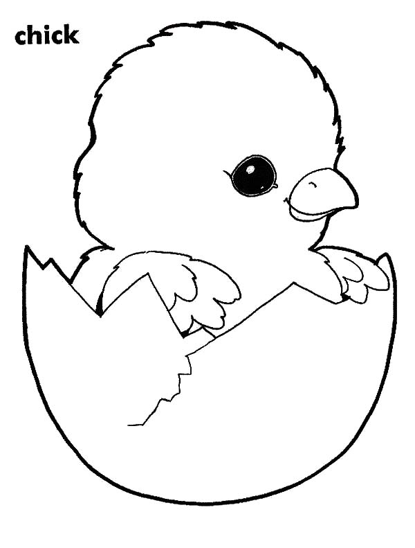 32 Adorable Chick Coloring Page Printable 1