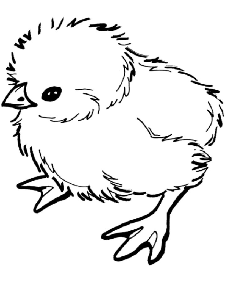 32 Adorable Chick Coloring Page Printable 17