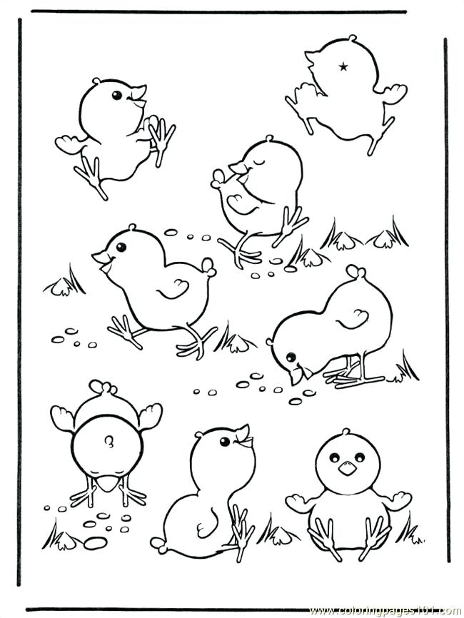 32 Adorable Chick Coloring Page Printable 30