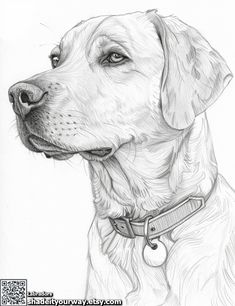 33 Friendly Labrador Coloring Pages Printable 17