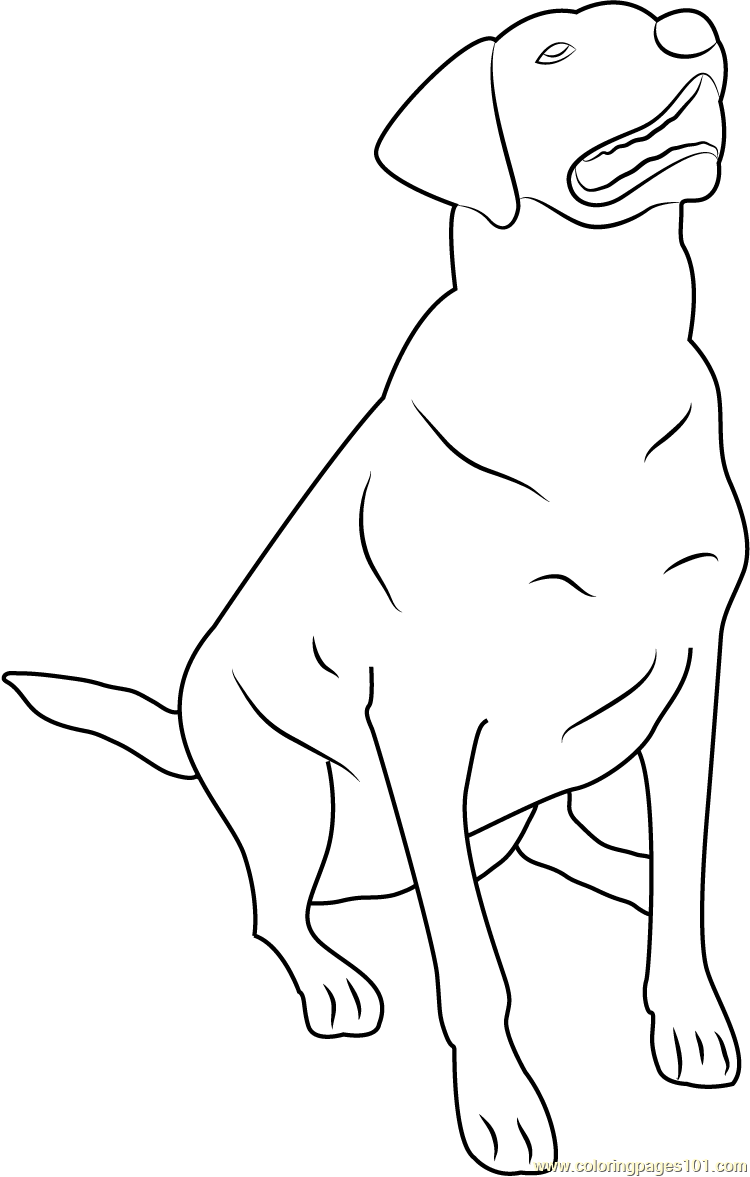 33 Friendly Labrador Coloring Pages Printable 2