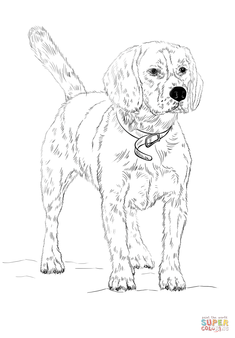 33 Friendly Labrador Coloring Pages Printable 22