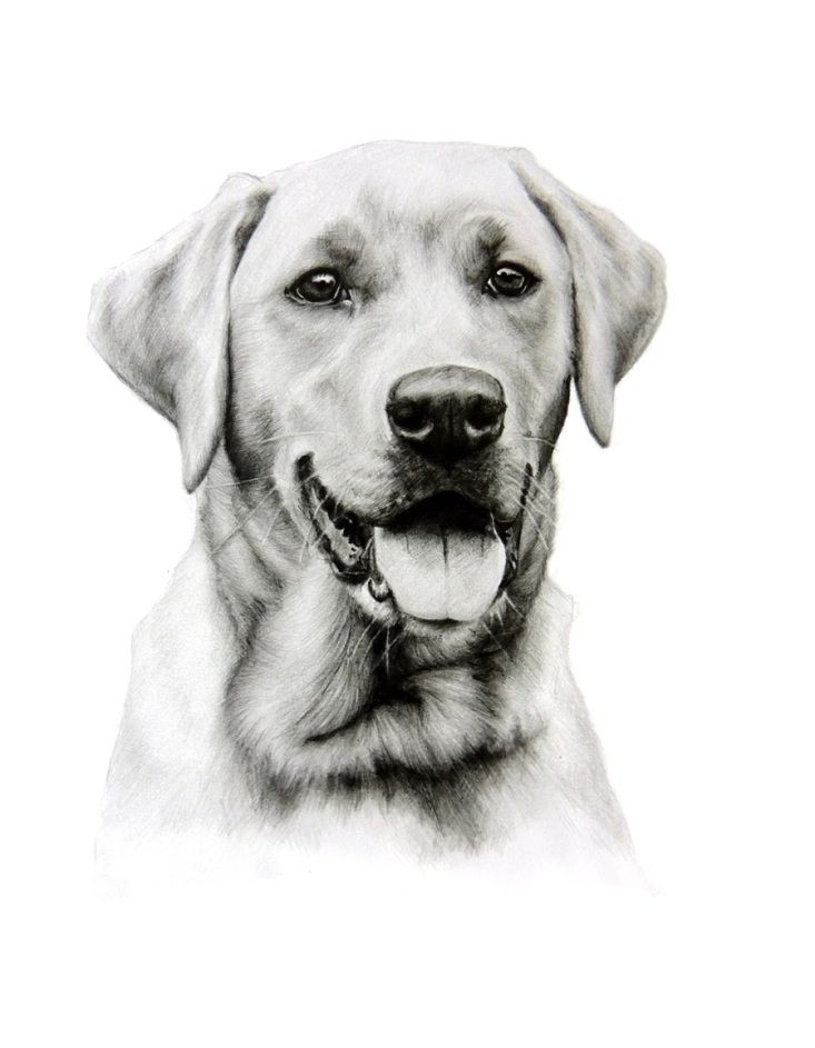 33 Friendly Labrador Coloring Pages Printable 23