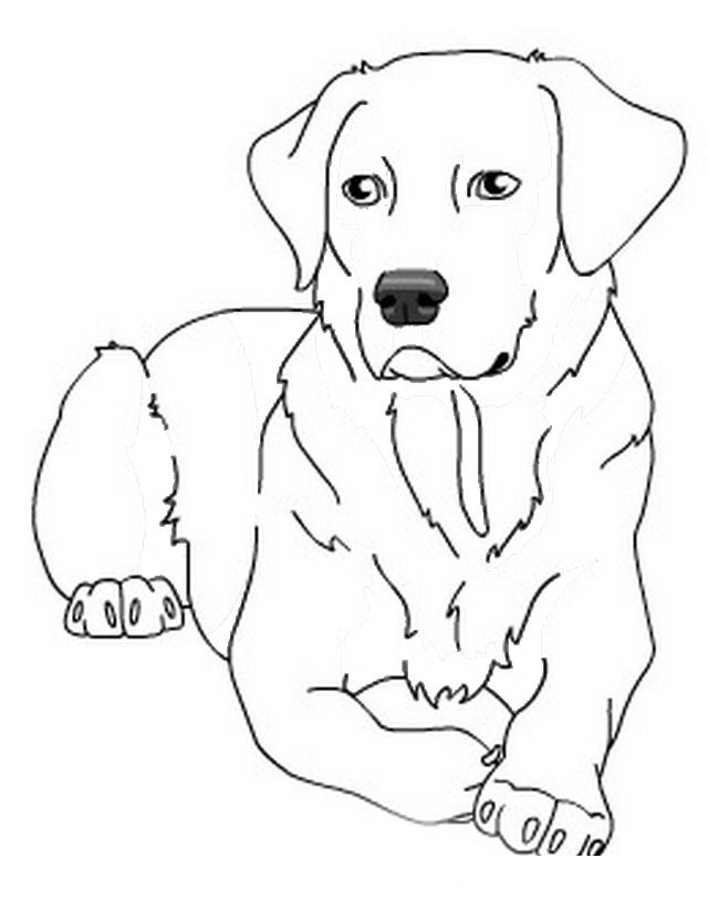 33 Friendly Labrador Coloring Pages Printable 25