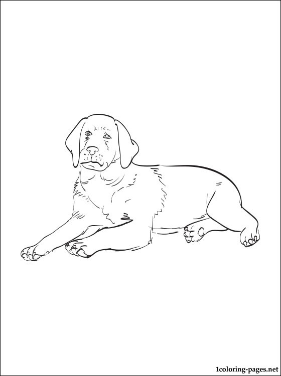 33 Friendly Labrador Coloring Pages Printable 9