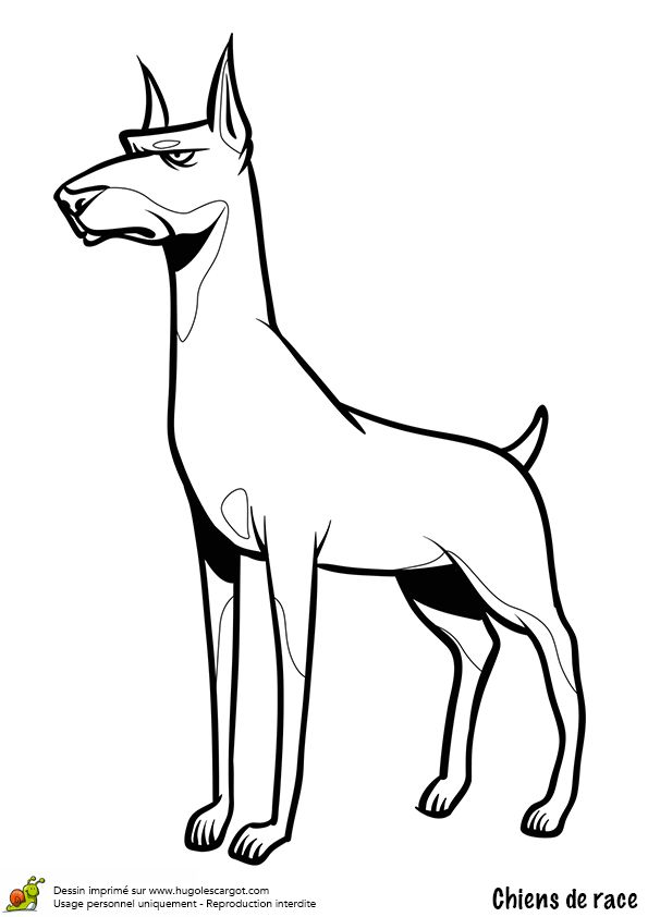 34 Doberman Coloring Pages Printable 14