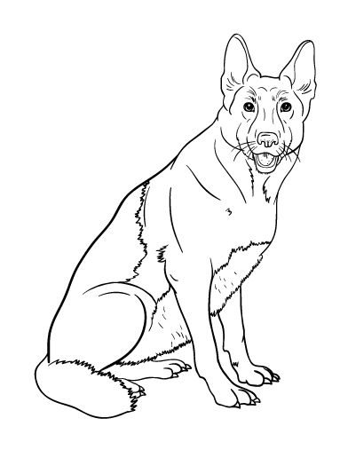 34 Doberman Coloring Pages Printable 15