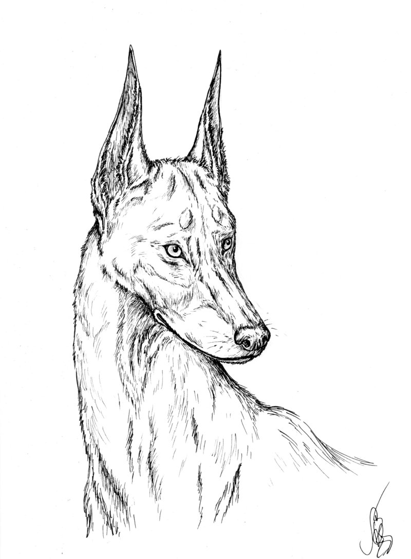 34 Doberman Coloring Pages Printable 17