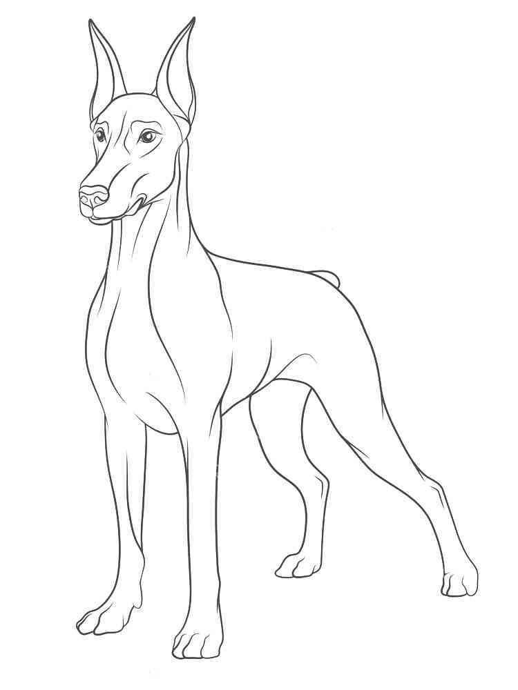 34 Doberman Coloring Pages Printable 24