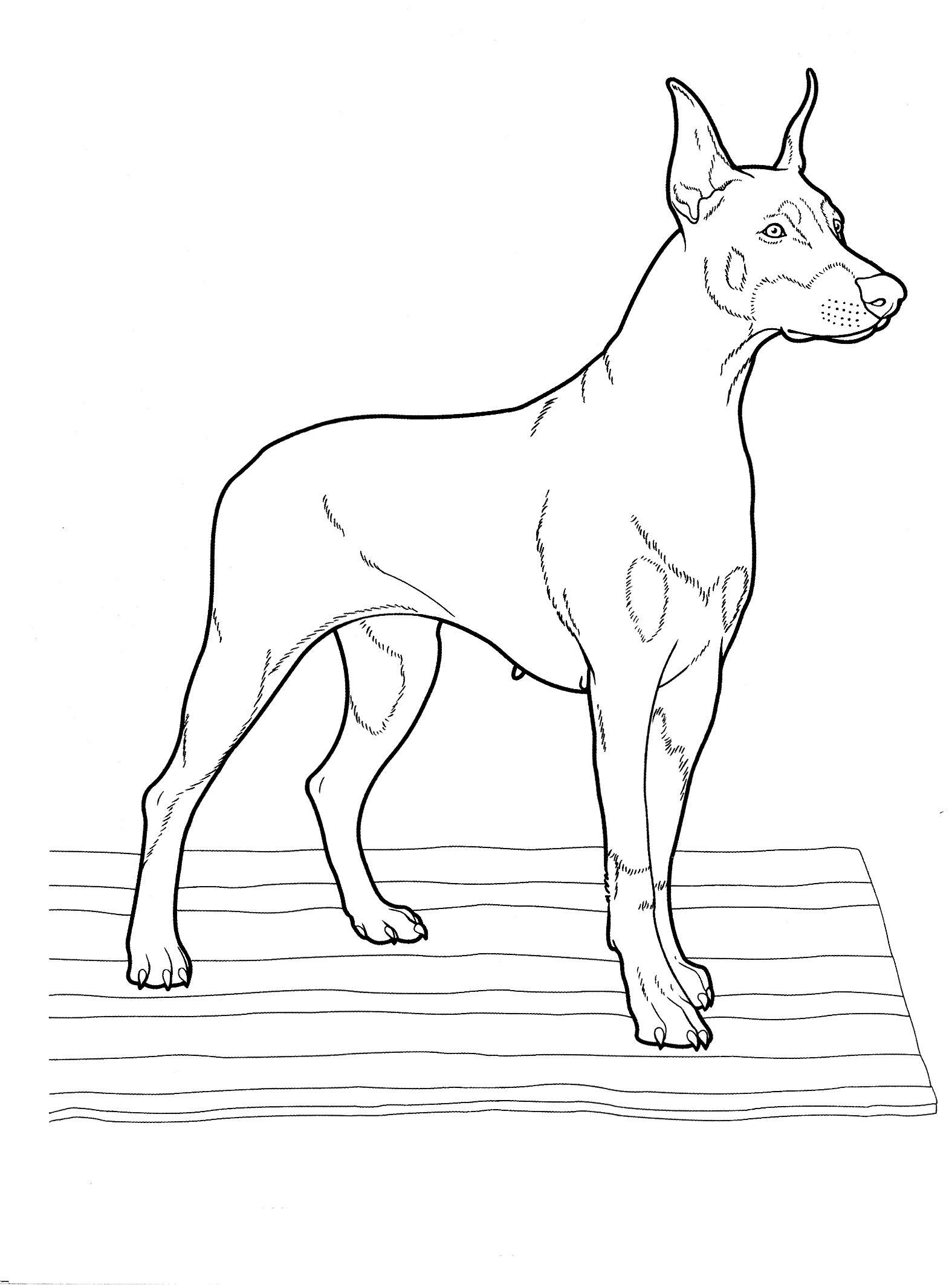 34 Doberman Coloring Pages Printable 28