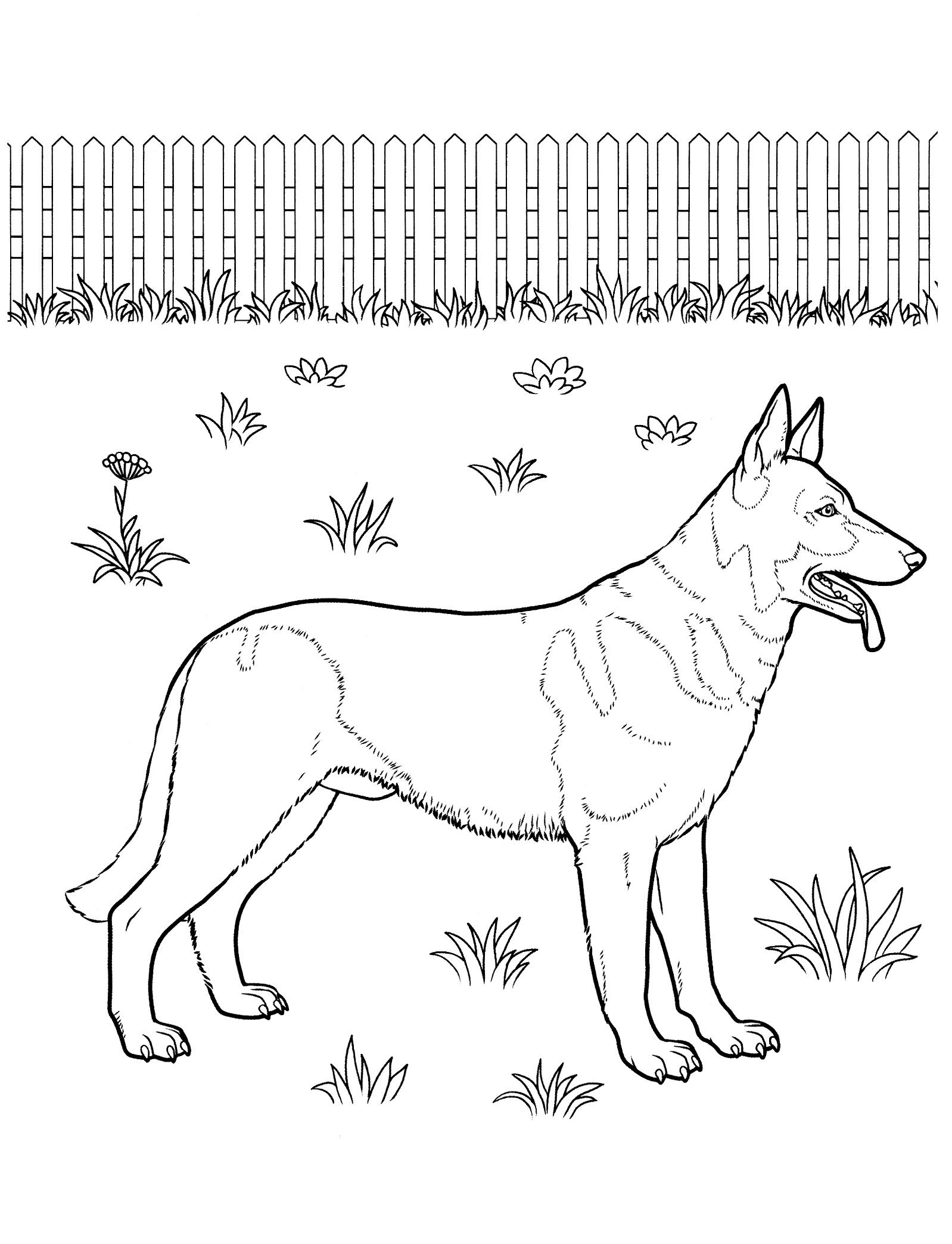 34 Doberman Coloring Pages Printable 31