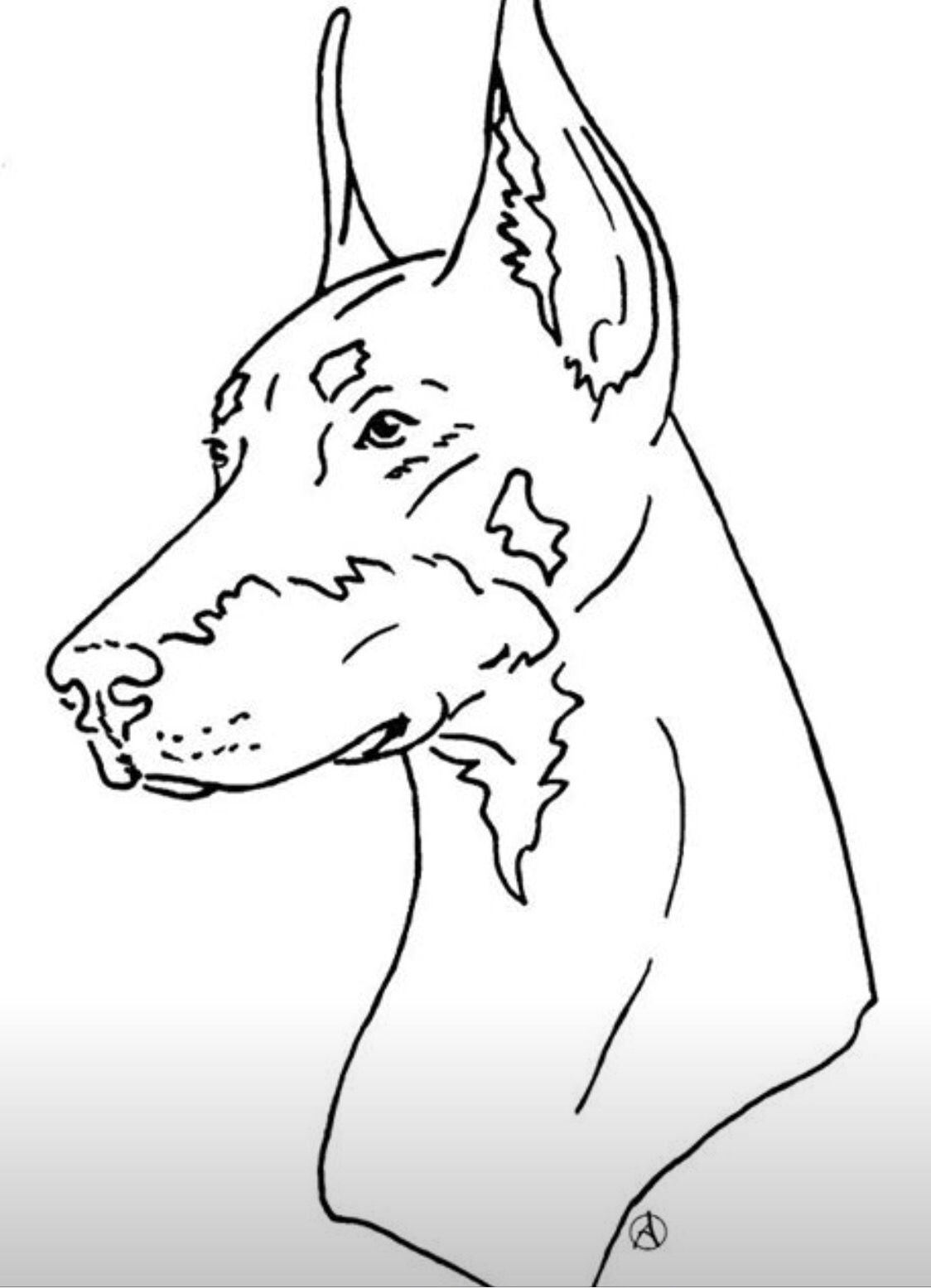 34 Doberman Coloring Pages Printable 33