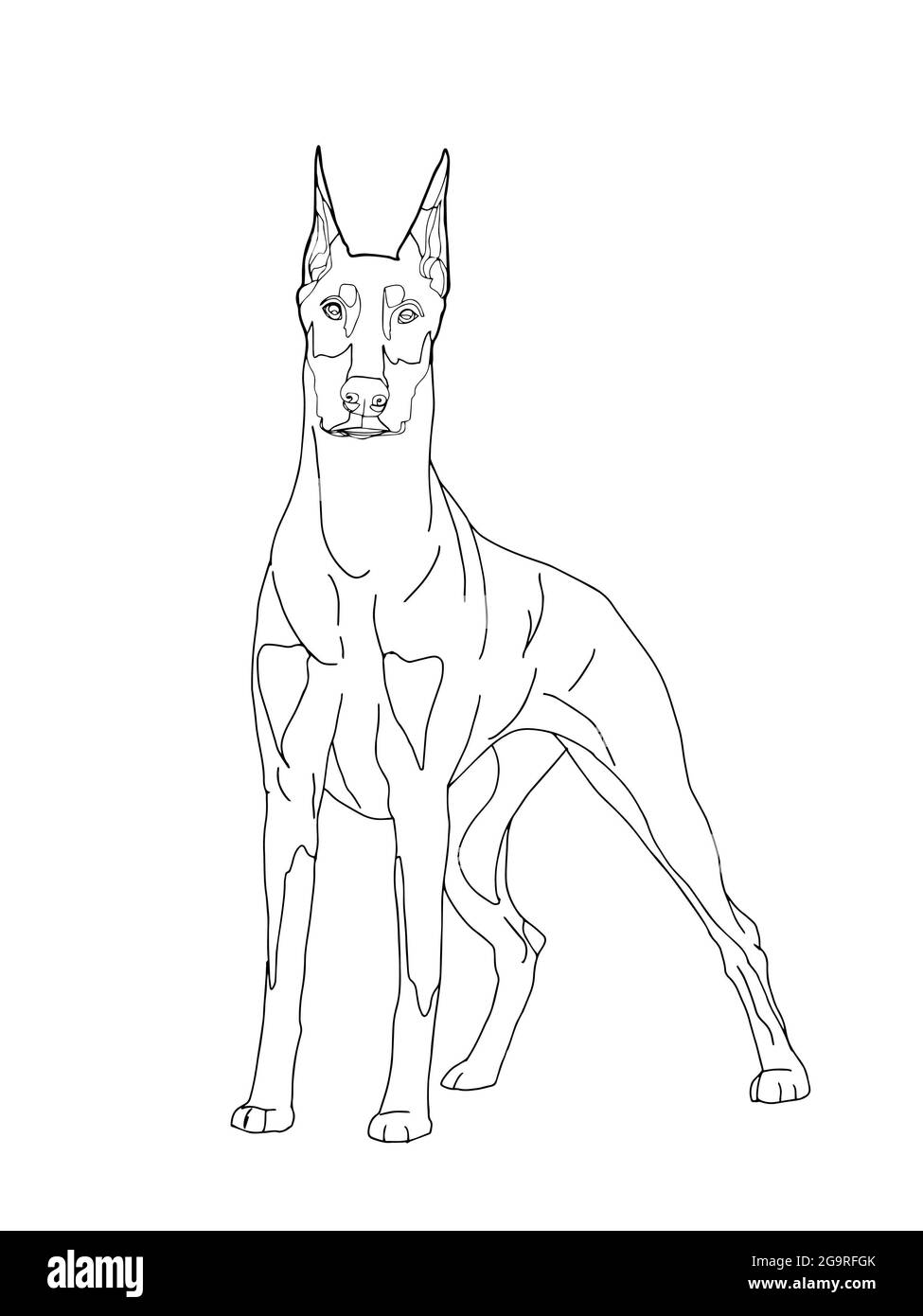 34 Doberman Coloring Pages Printable 6