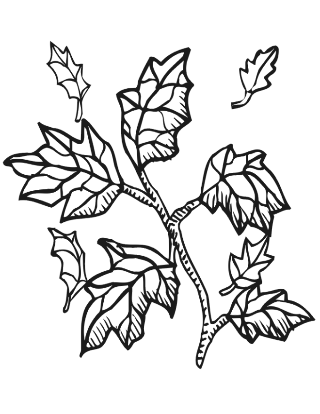 34 Fall Leaves Coloring Pages Printable 20