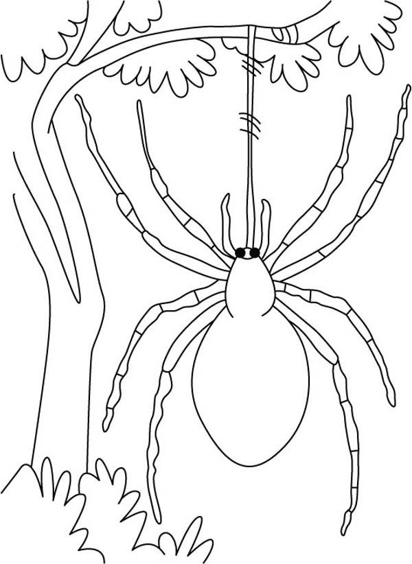 35 Spider Web Coloring Pages Printable 12