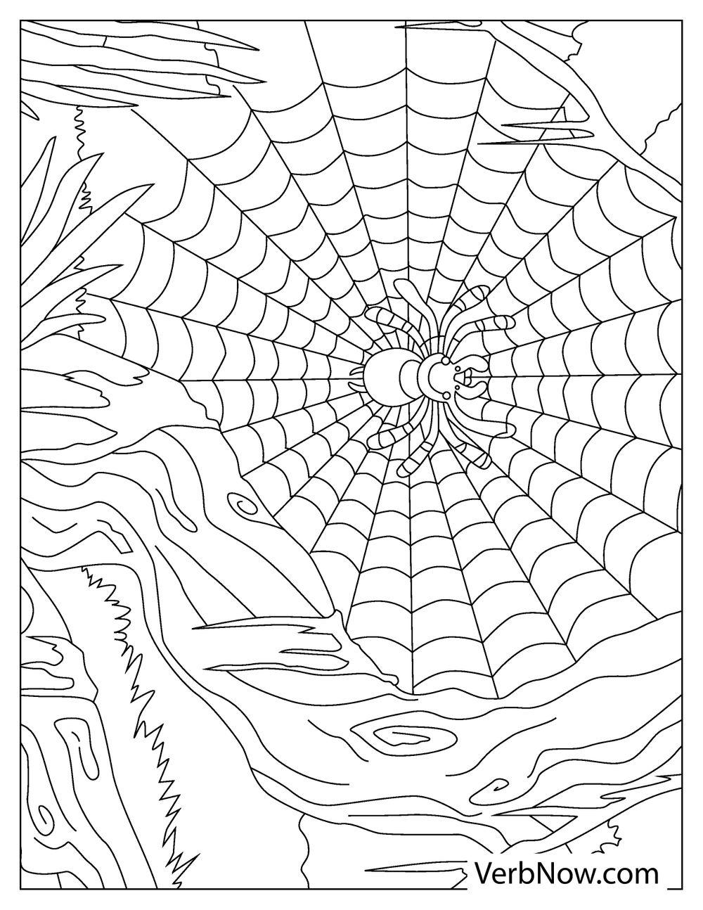 35 Spider Web Coloring Pages Printable 14