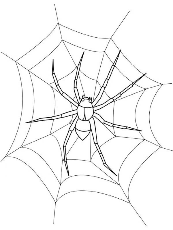 35 Spider Web Coloring Pages Printable 17