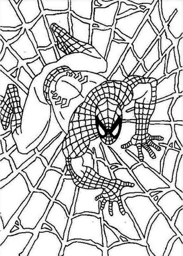 35 Spider Web Coloring Pages Printable 23