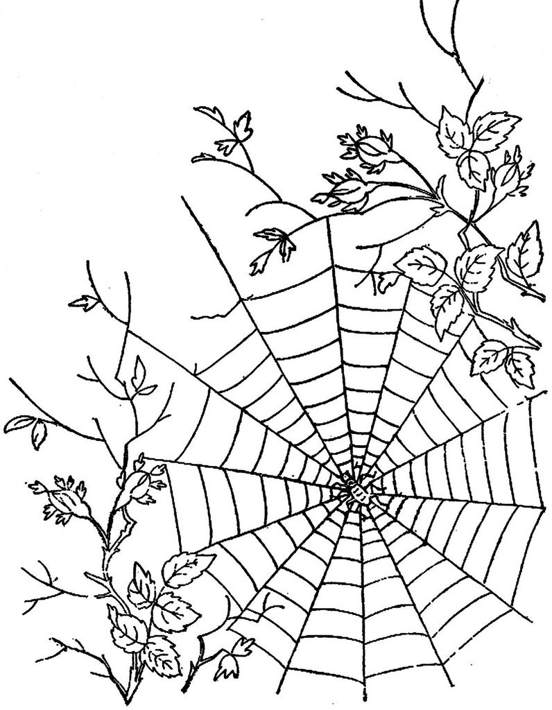 35 Spider Web Coloring Pages Printable 26