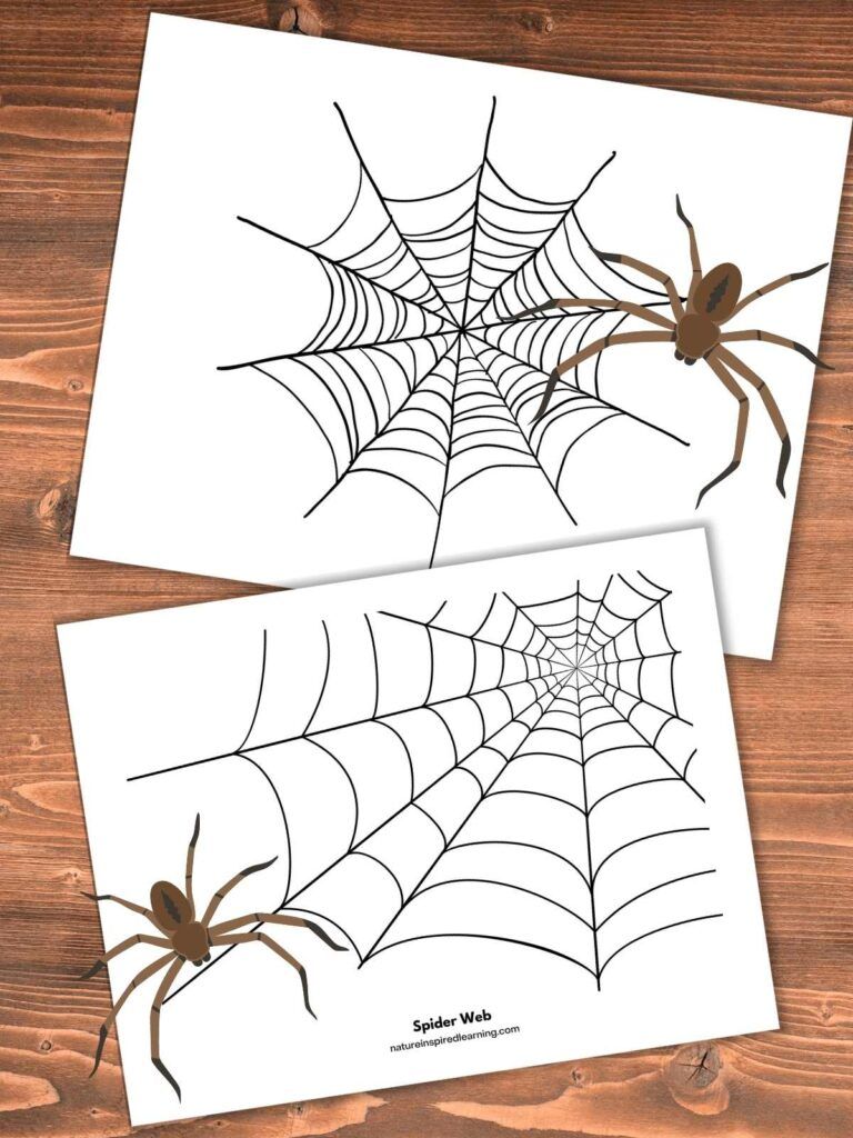 35 Spider Web Coloring Pages Printable 4