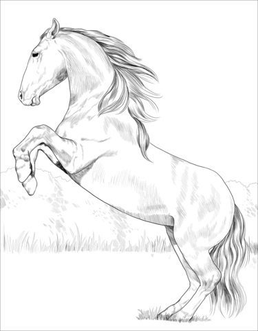 36 Relaxing Horse Coloring Pages for Adults Printable 12