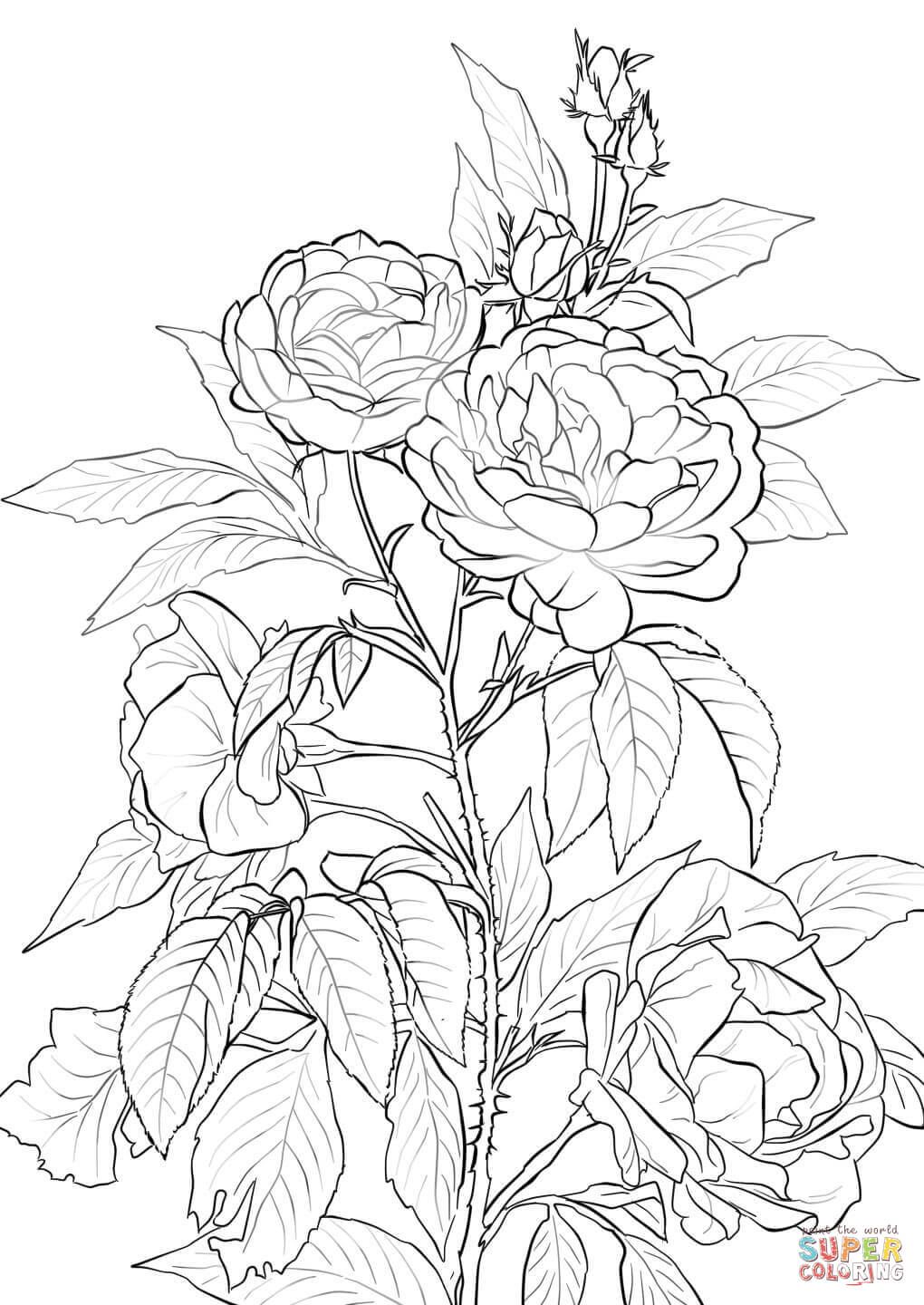 36 Roses Coloring Pages Printable 17