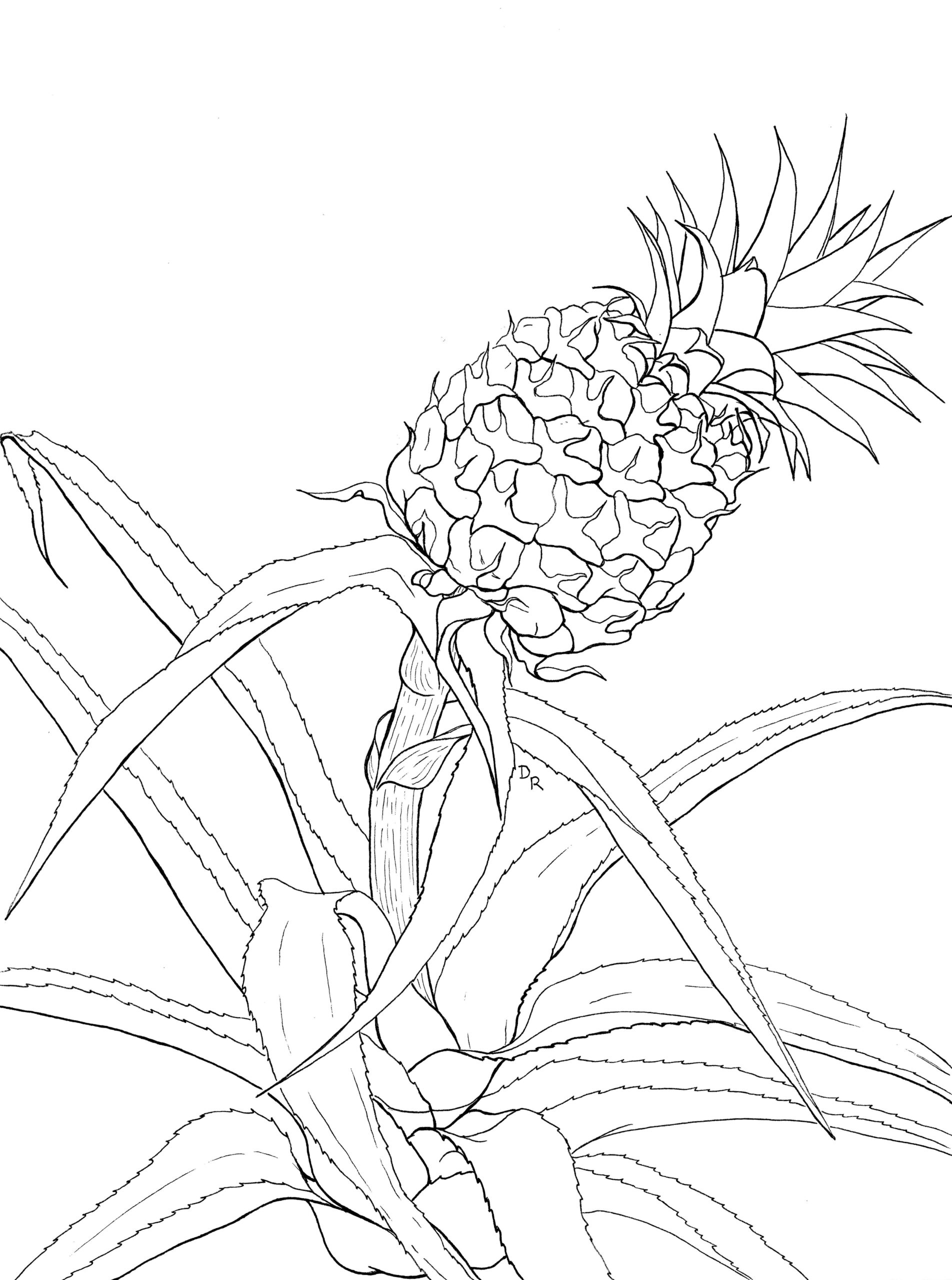 36 Tropical Pineapples Coloring Pages Printable 20