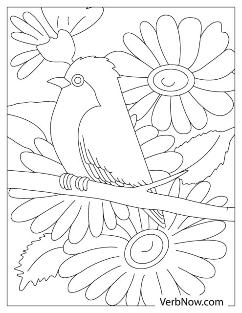 37 Chirpy Robin Coloring Pages Printable 10