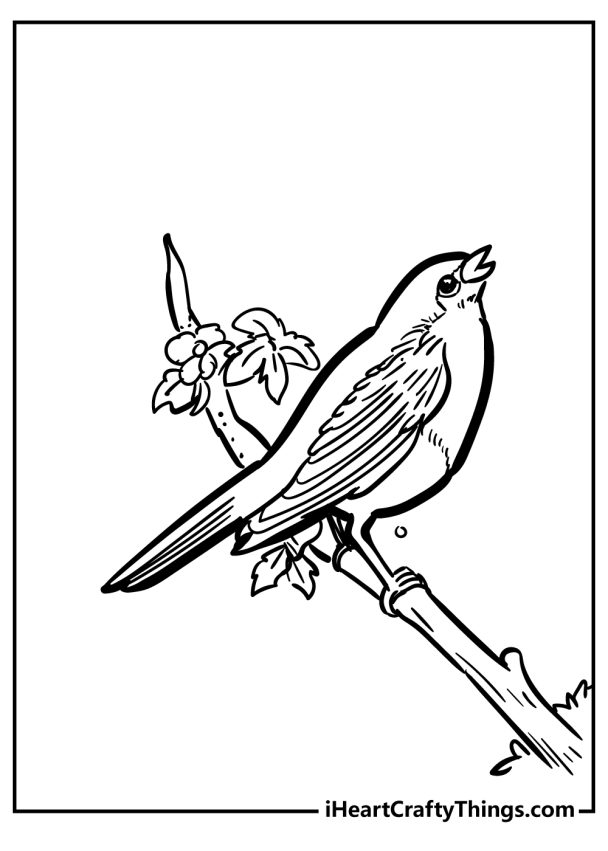 37 Chirpy Robin Coloring Pages Printable 16