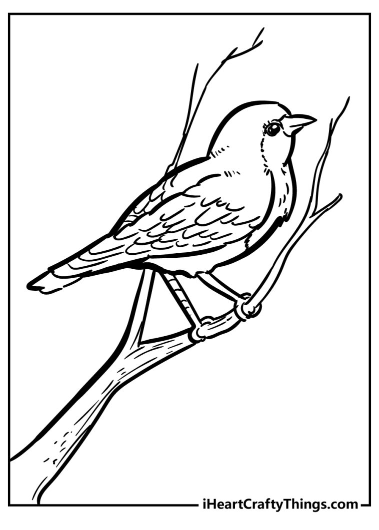 37 Chirpy Robin Coloring Pages Printable 8