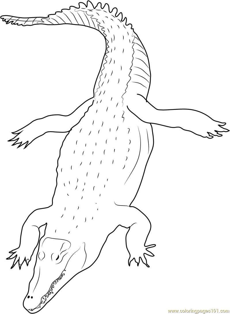 37 Scaly Crocodile Coloring Pages Printable 11