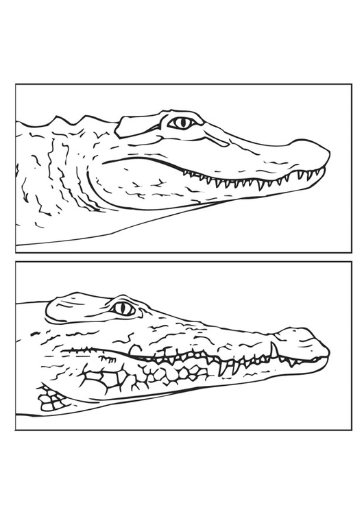 37 Scaly Crocodile Coloring Pages Printable 22