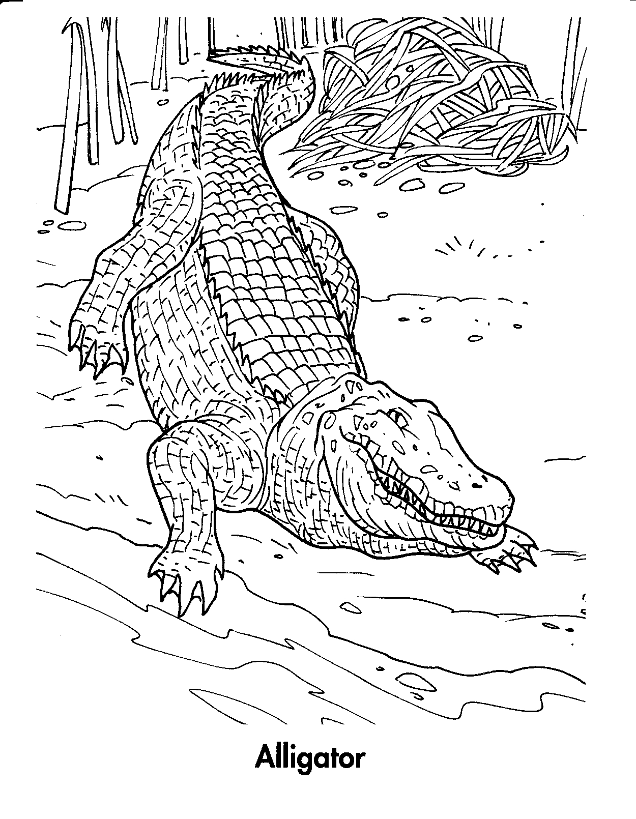 37 Scaly Crocodile Coloring Pages Printable 25