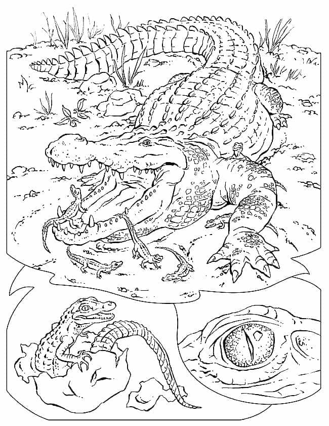 37 Scaly Crocodile Coloring Pages Printable 26