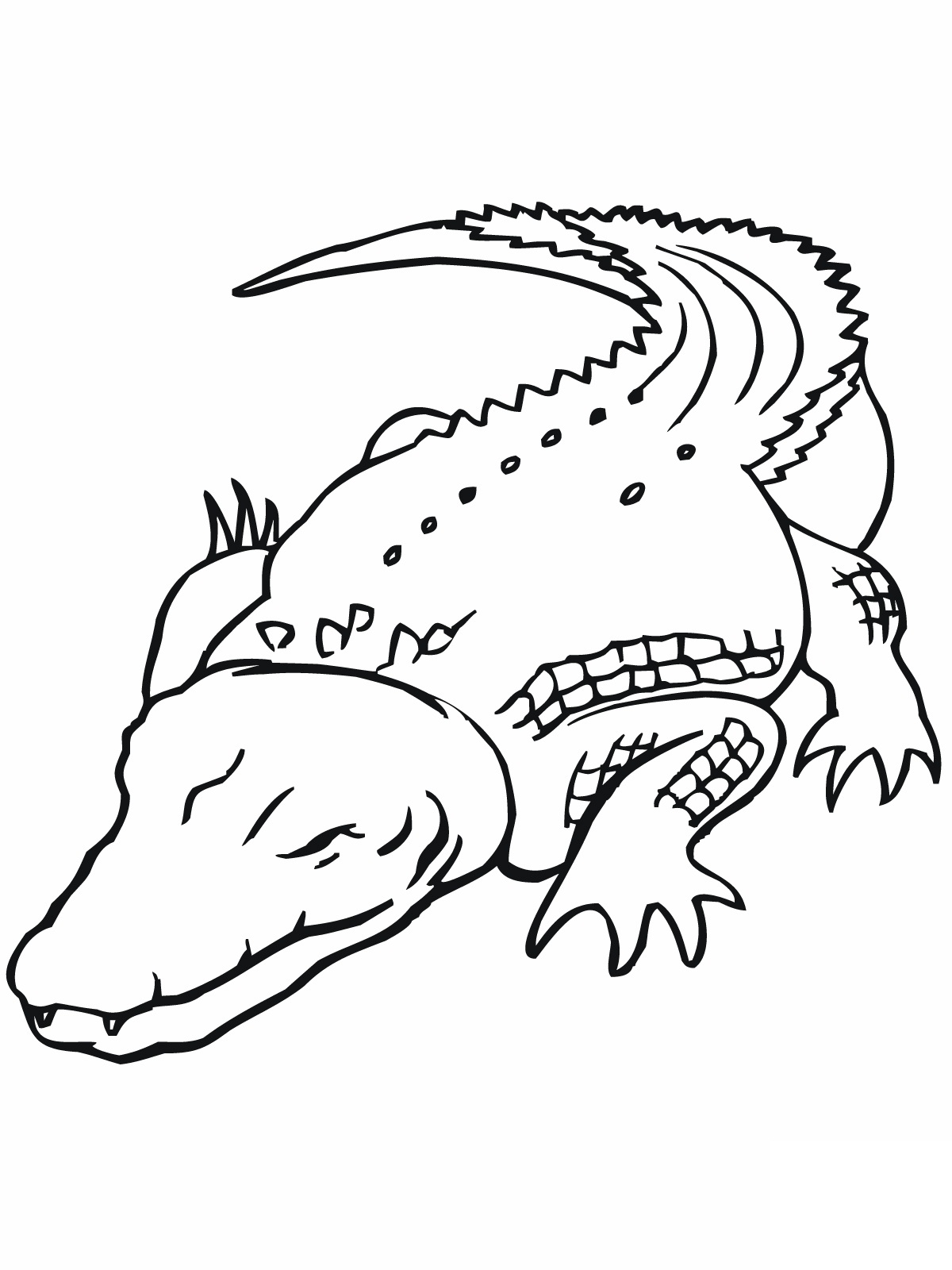 37 Scaly Crocodile Coloring Pages Printable 33