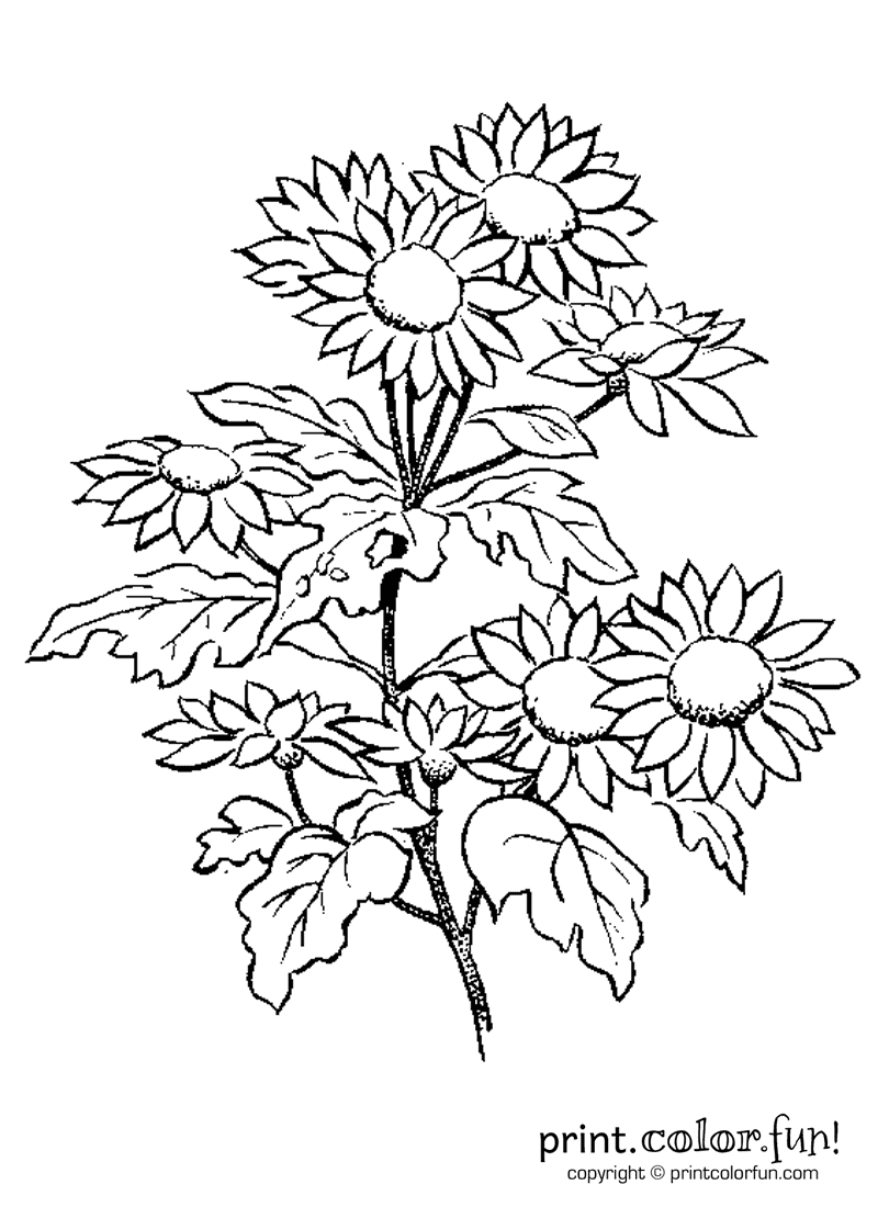 39 Bright Daisy Coloring Pages Printable 14