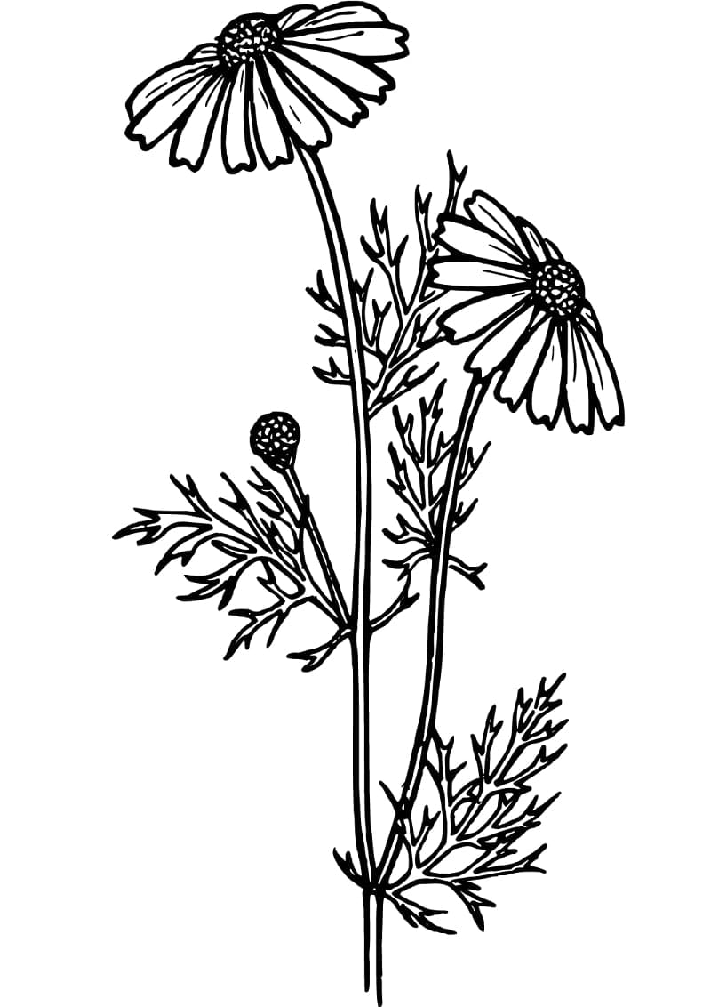 39 Bright Daisy Coloring Pages Printable 18