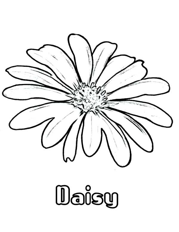 39 Bright Daisy Coloring Pages Printable 2