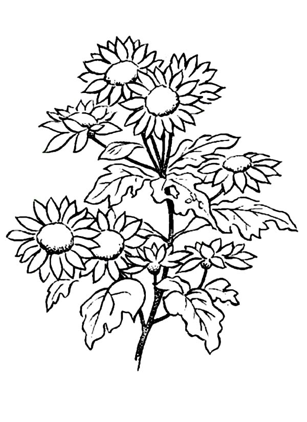 39 Bright Daisy Coloring Pages Printable 34