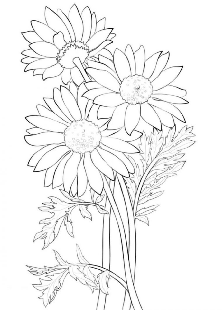 39 Bright Daisy Coloring Pages Printable 9