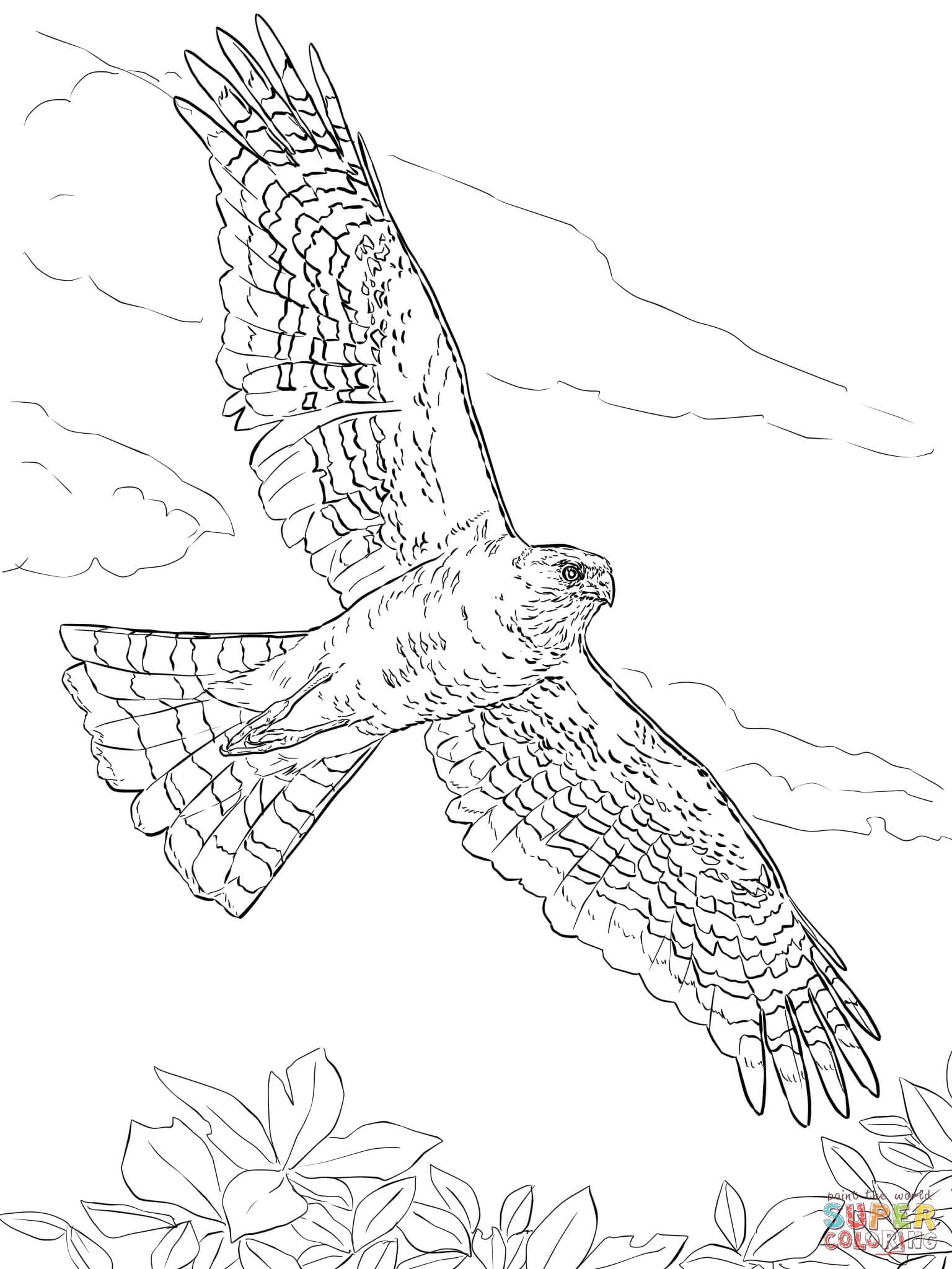 94 Hawks Coloring Pages Printable 15