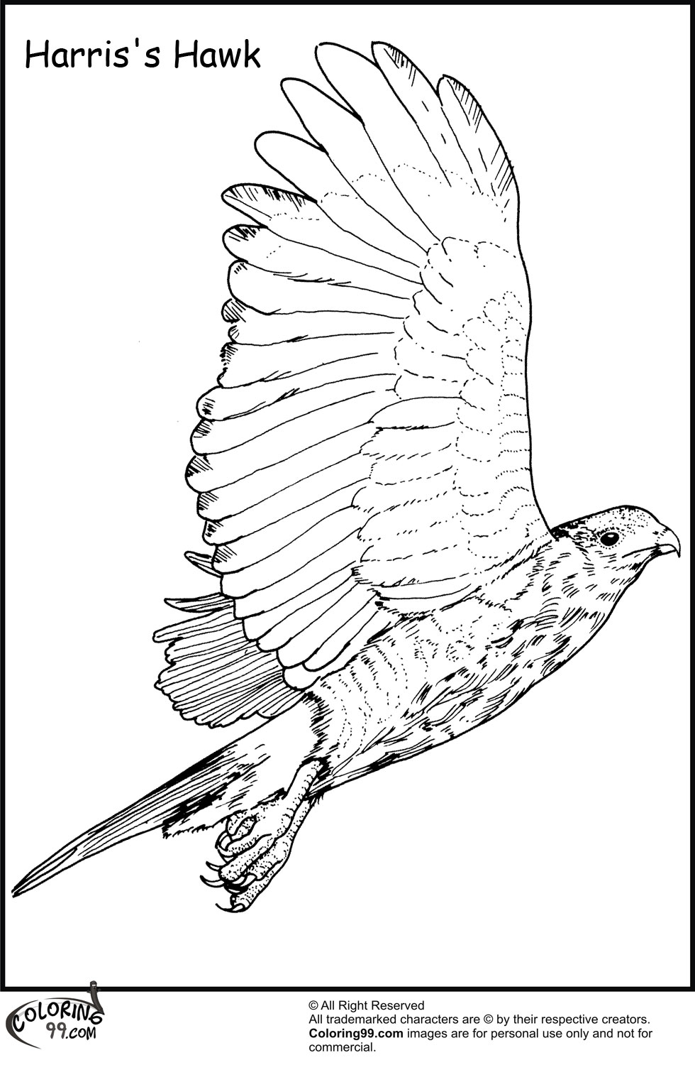 94 Hawks Coloring Pages Printable 16