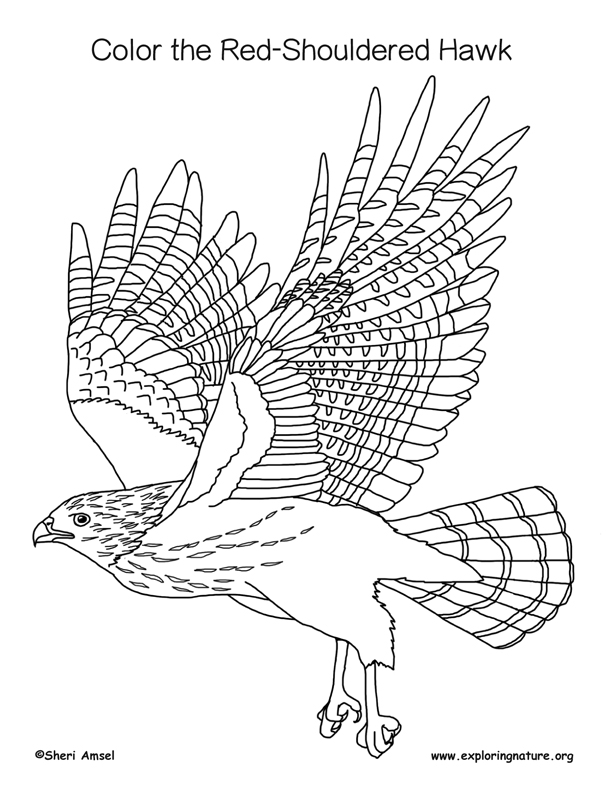 94 Hawks Coloring Pages Printable 17