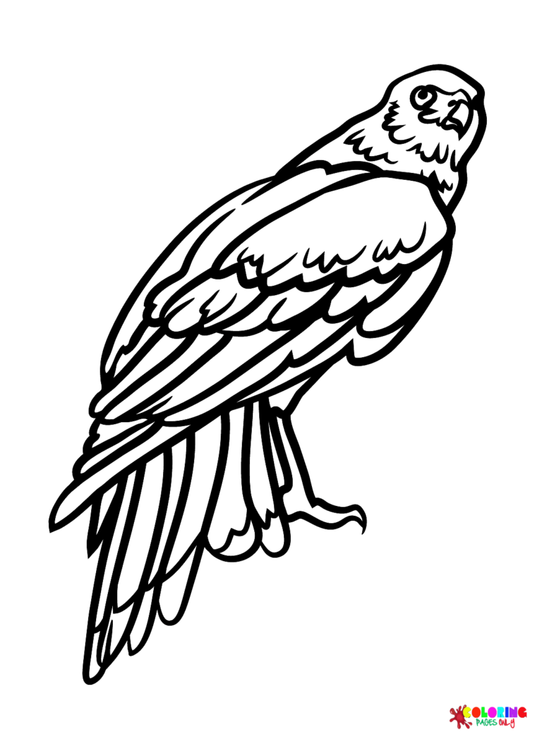 94 Hawks Coloring Pages Printable 2