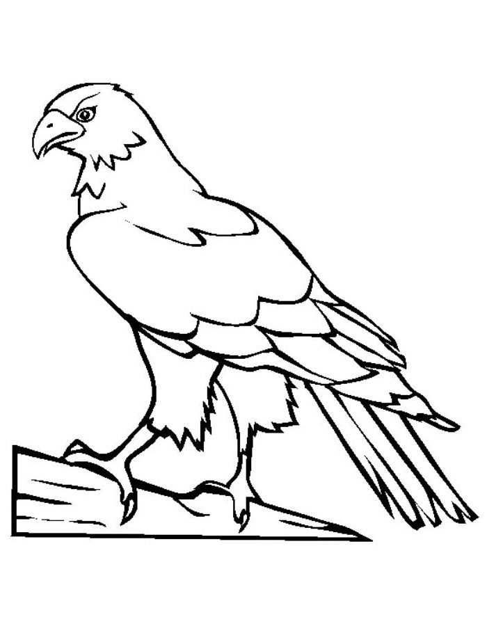 94 Hawks Coloring Pages Printable 23