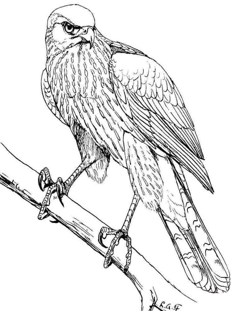 94 Hawks Coloring Pages Printable 29