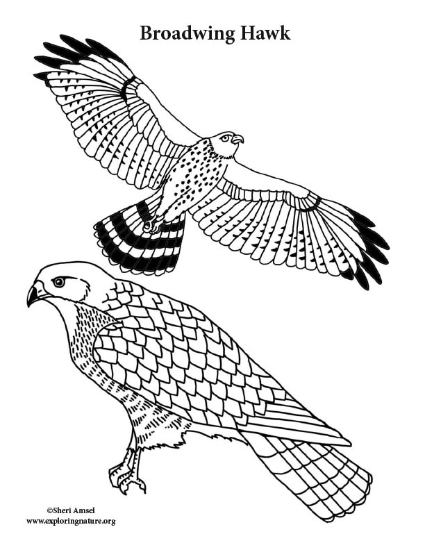 94 Hawks Coloring Pages Printable 33