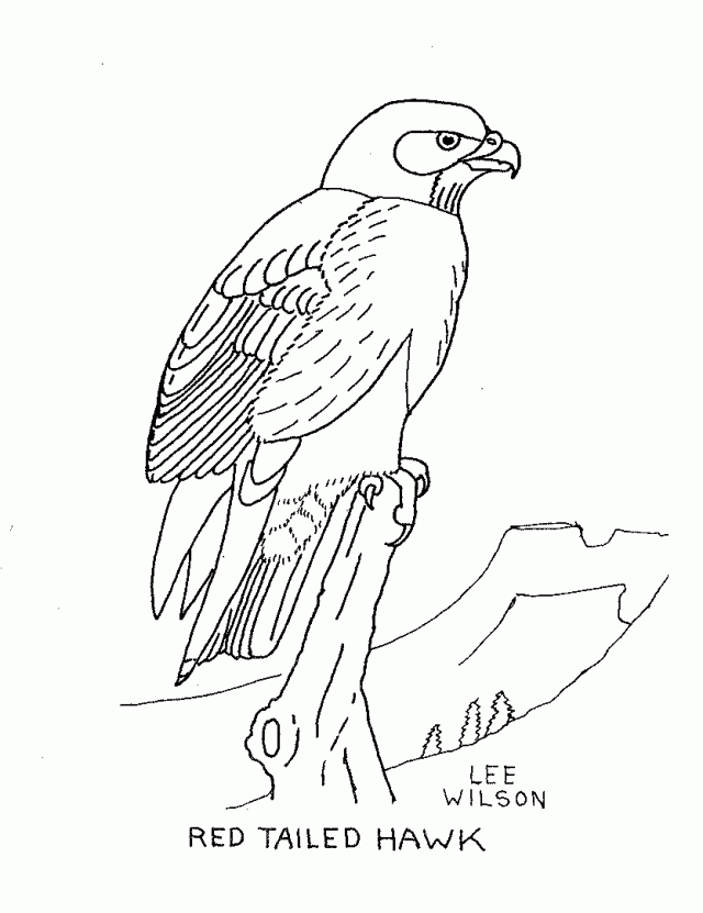 94 Hawks Coloring Pages Printable 35